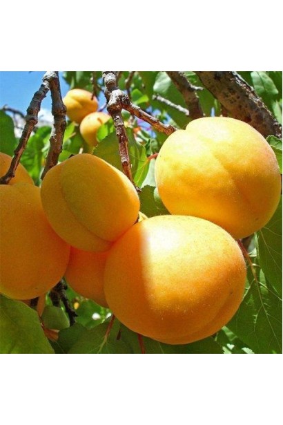 Абрикос Ананасовий